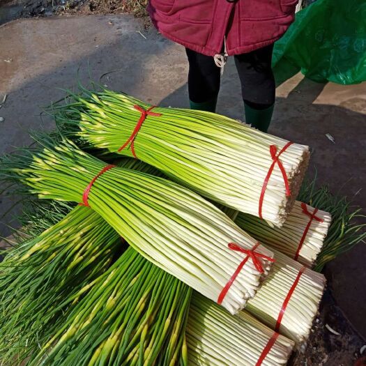 丰县白帽蒜薹 万亩蔬菜基地可配多种蔬菜