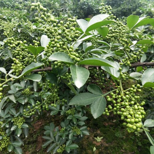 垫江九叶青花椒苗 保证质量，包成活，提供技术服务