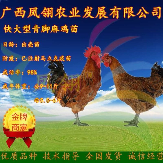 南宁青脚麻鸡苗 快大型清脚麻