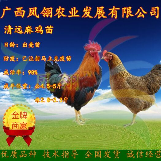 南宁麻鸡苗 青远～土鸡