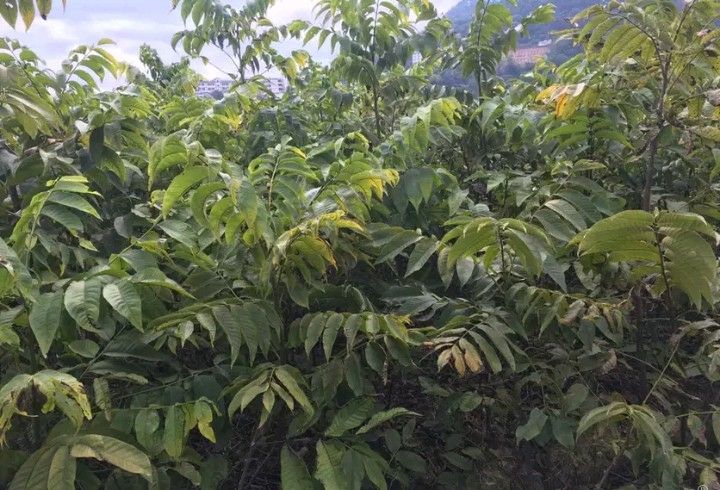云新14号核桃苗  核桃苗