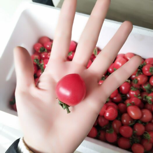 莘县千禧圣女果