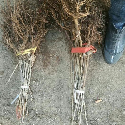 大连俄罗斯8号樱桃苗 