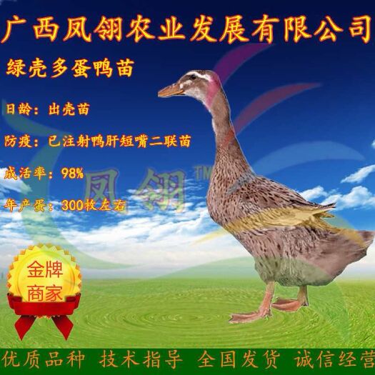 南宁江南一号蛋鸭苗 绿壳多蛋鸭