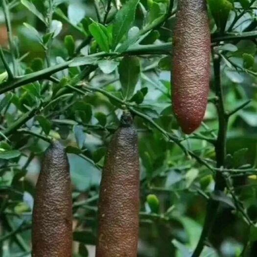 灵山县手指柠檬嫁接苗