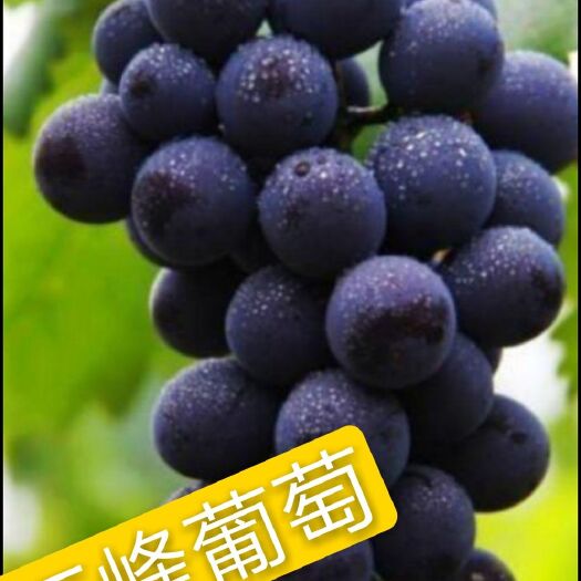 平邑县巨峰葡萄苗 