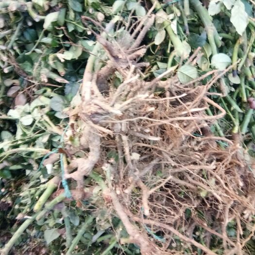 昆明月季切花 月季苗