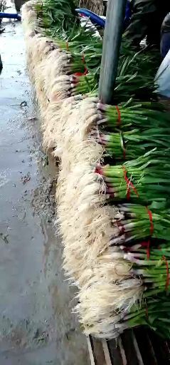 丰县红根蒜苗 50 - 60cm 
