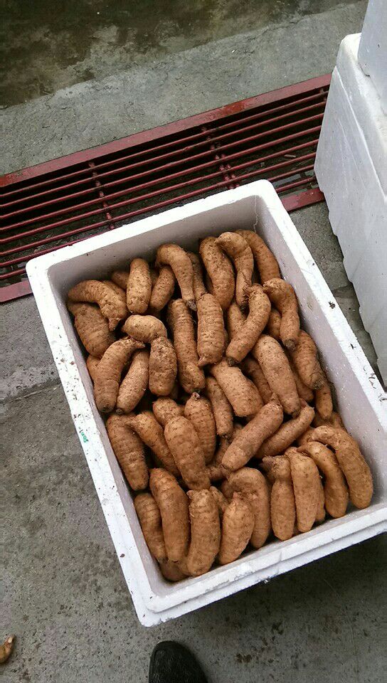 山区特产，新鲜天麻