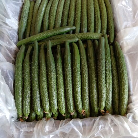 凌源市密刺黄瓜 25~35cm 
