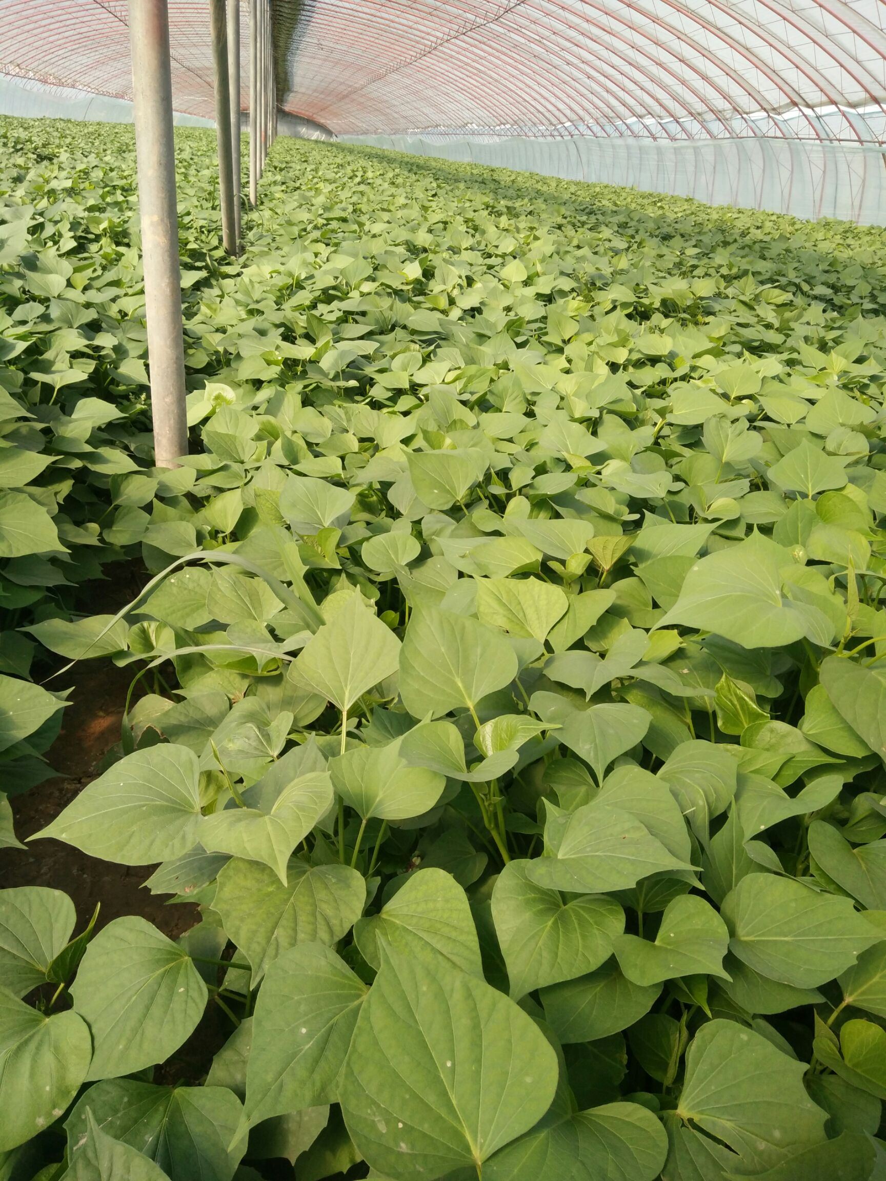 金乡县龙薯9号红薯苗 常规种（一级） ≥99.5% ≥95%