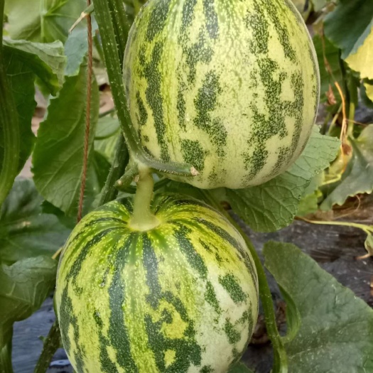 莘县花蕾甜瓜 0.5斤以上
