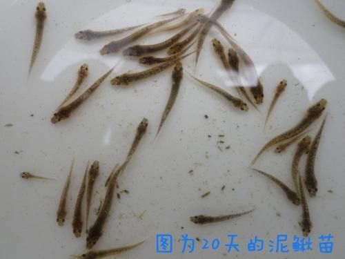 沭阳县泥鳅苗 