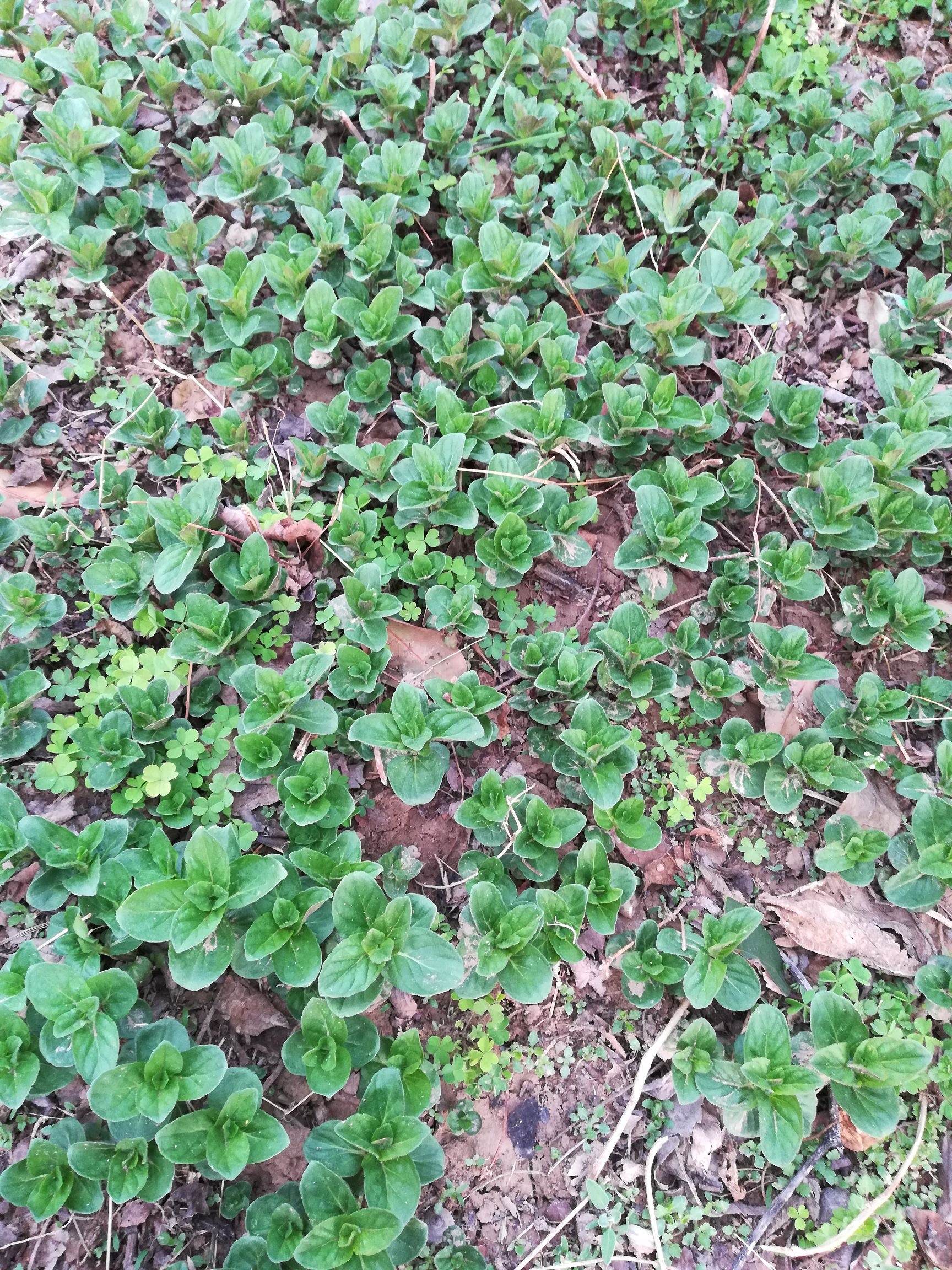 薄荷种子  纯野生薄荷种苗～野菜种苗