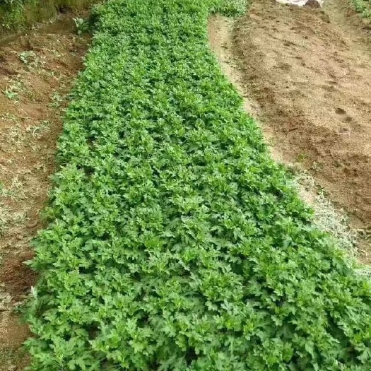 庐江县金丝皇菊苗 