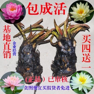 沭阳县睡莲 