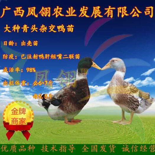 南宁大种杂交鸭苗 大种青头杂交鸭苗