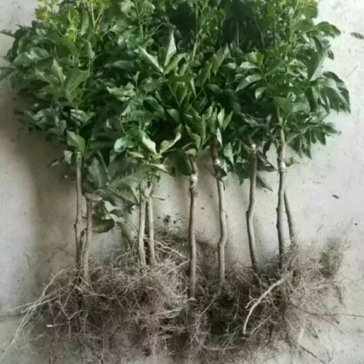 灵山县黑黄皮果苗 