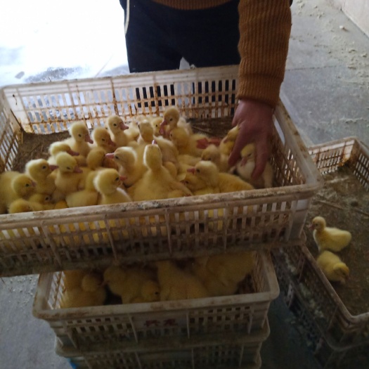 【扶贫助农】杂交鹅苗 小种三花鹅苗，实力供货，欢迎来电采购