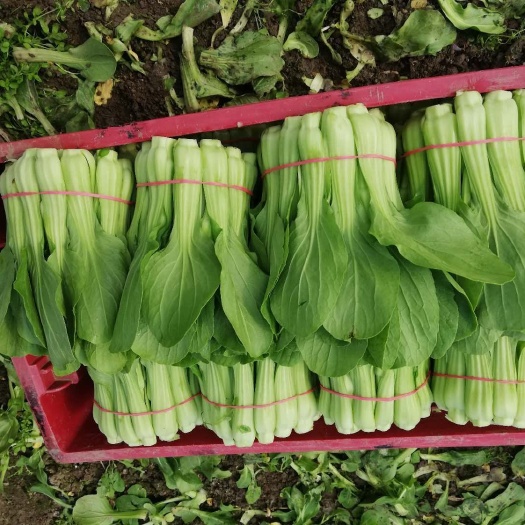 上海白菜苔 10~15cm