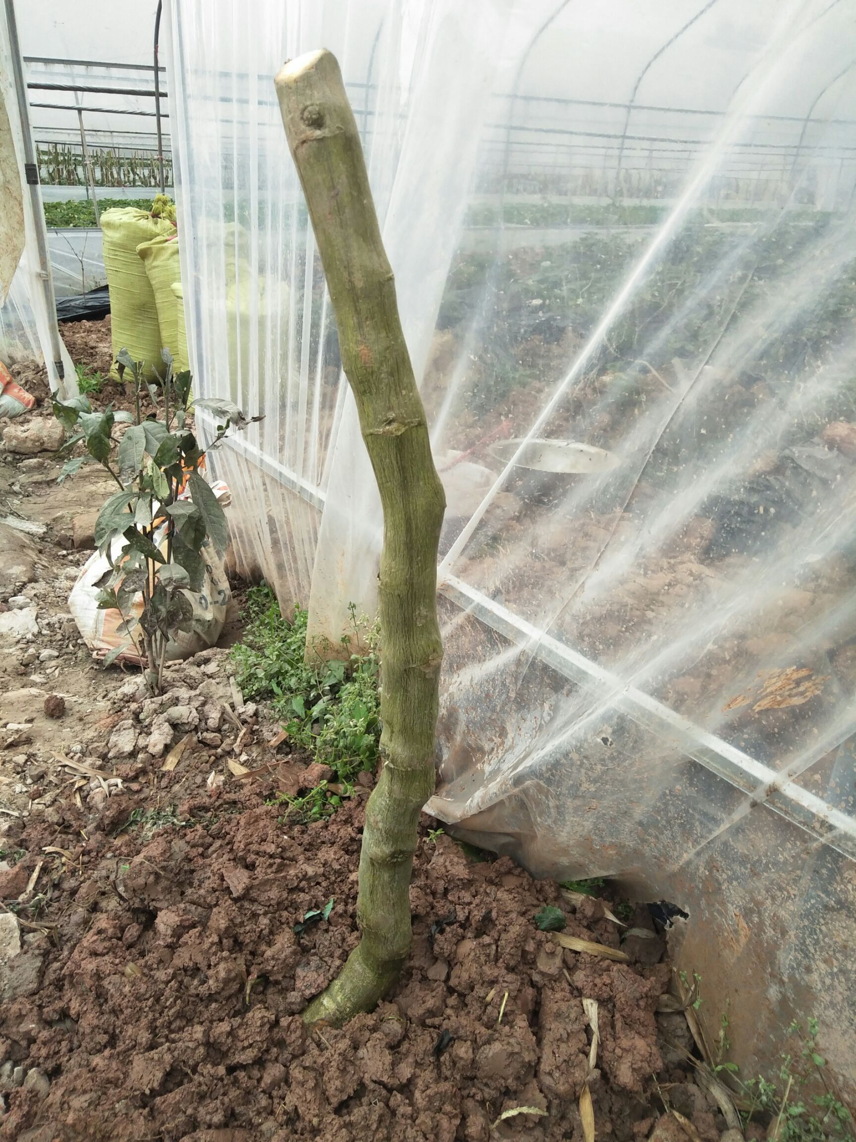 台农一号百香果苗 3年大苗  紫香一号 当年盛产