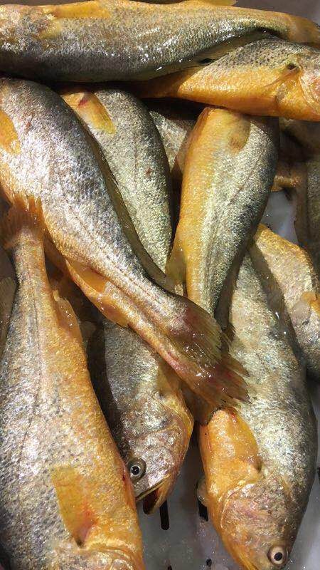 [大黄鱼批发]大黄鱼 人工养殖 1斤1条价格25元