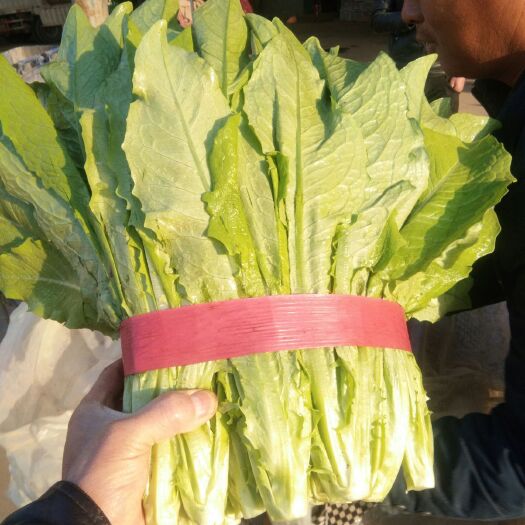 邯郸纯香油麦菜  25~30cm 