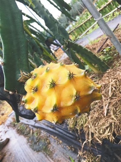 昆明燕窝火龙果苗