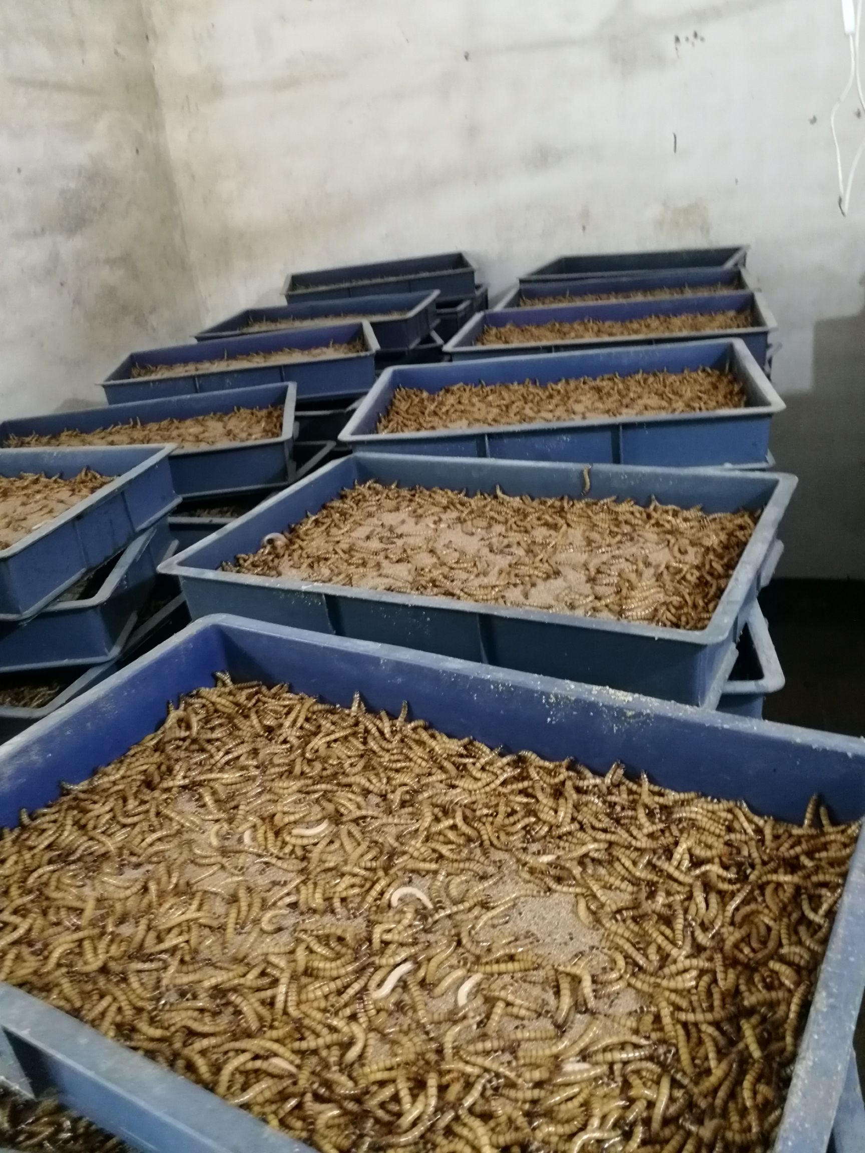 大麦虫蛋白虫零售批发