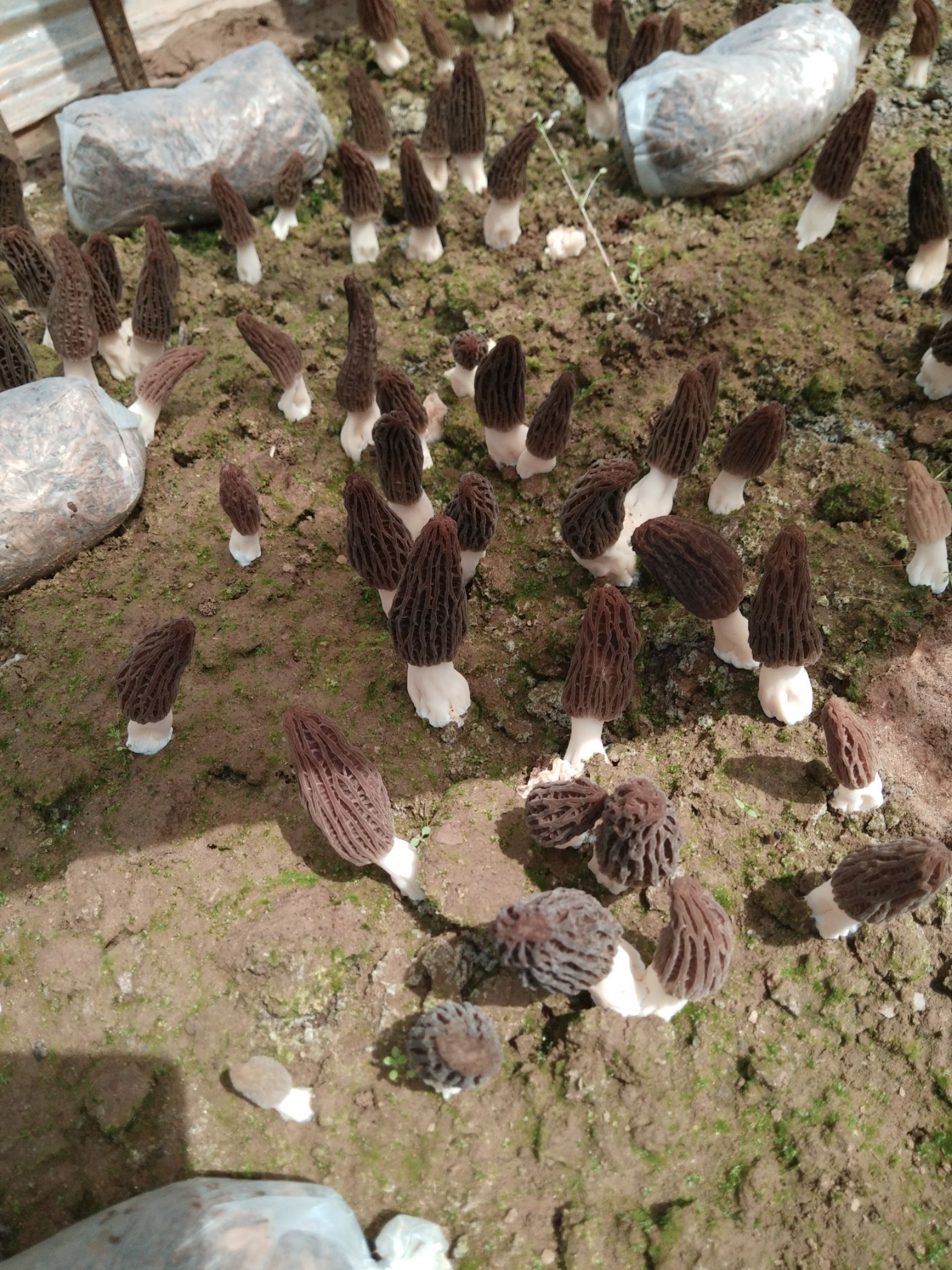 羊肚菌 鲜货 6cm~8cm 尖顶 灰黑色 人工种植