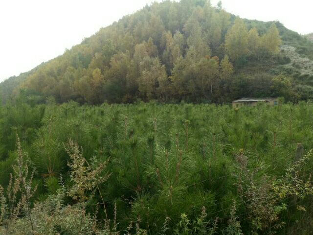 岷县山地油松 2~2.5米