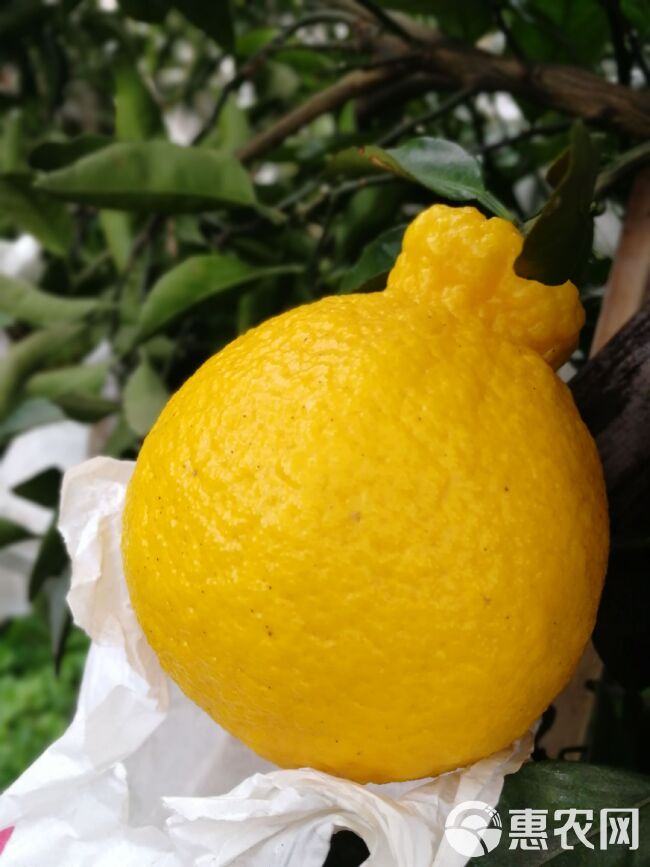 柠檬丑柑柠檬不知火新鲜水果果园直发