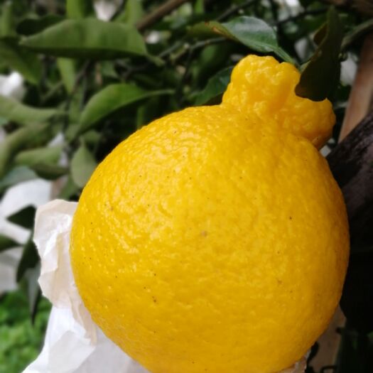 蒲江县柠檬丑柑柠檬不知火新鲜水果果园直发