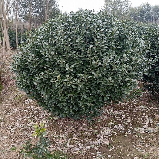 沭阳县 大叶黄杨球