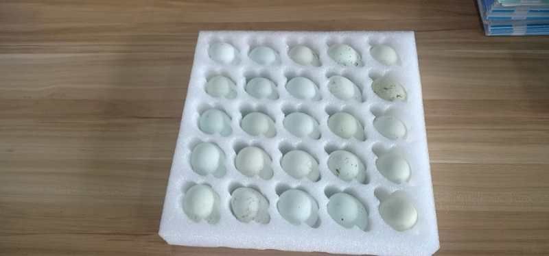 洞口县绿壳鸡蛋 食用 箱装 