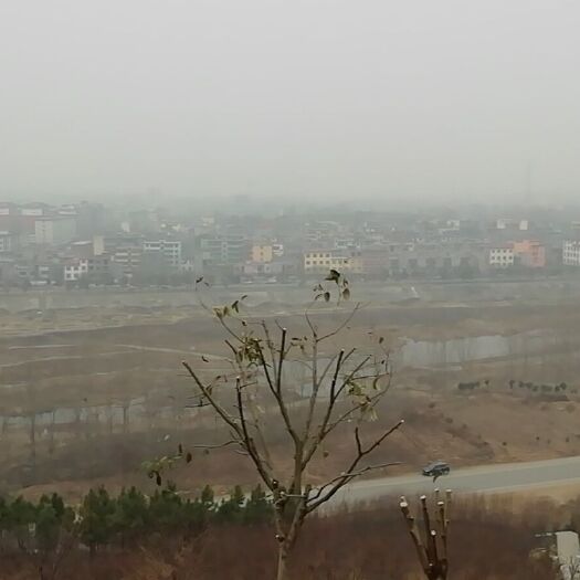 南召县辛夷  我是云阳的。有现货，我叔家的
