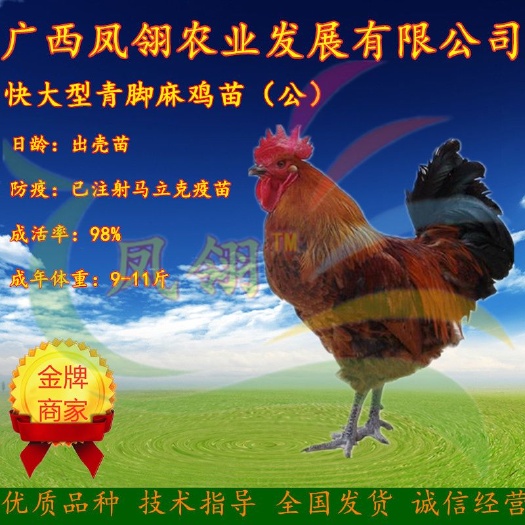 南宁青脚麻鸡苗 ～大种