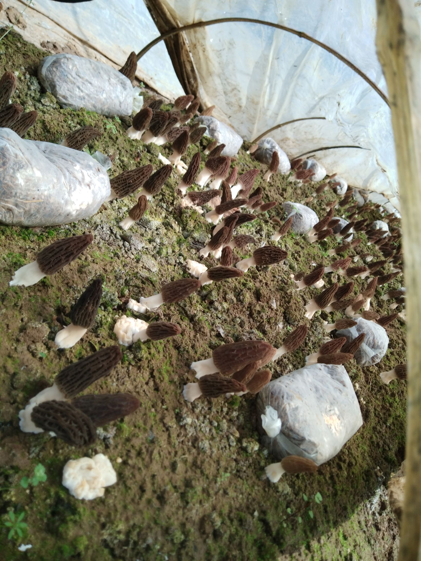羊肚菌 鲜货 6cm~8cm 尖顶 灰黑色 人工种植