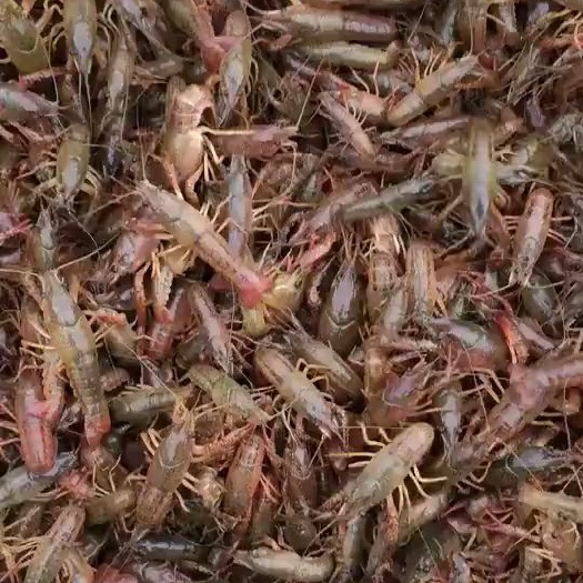 潜江小龙虾苗 