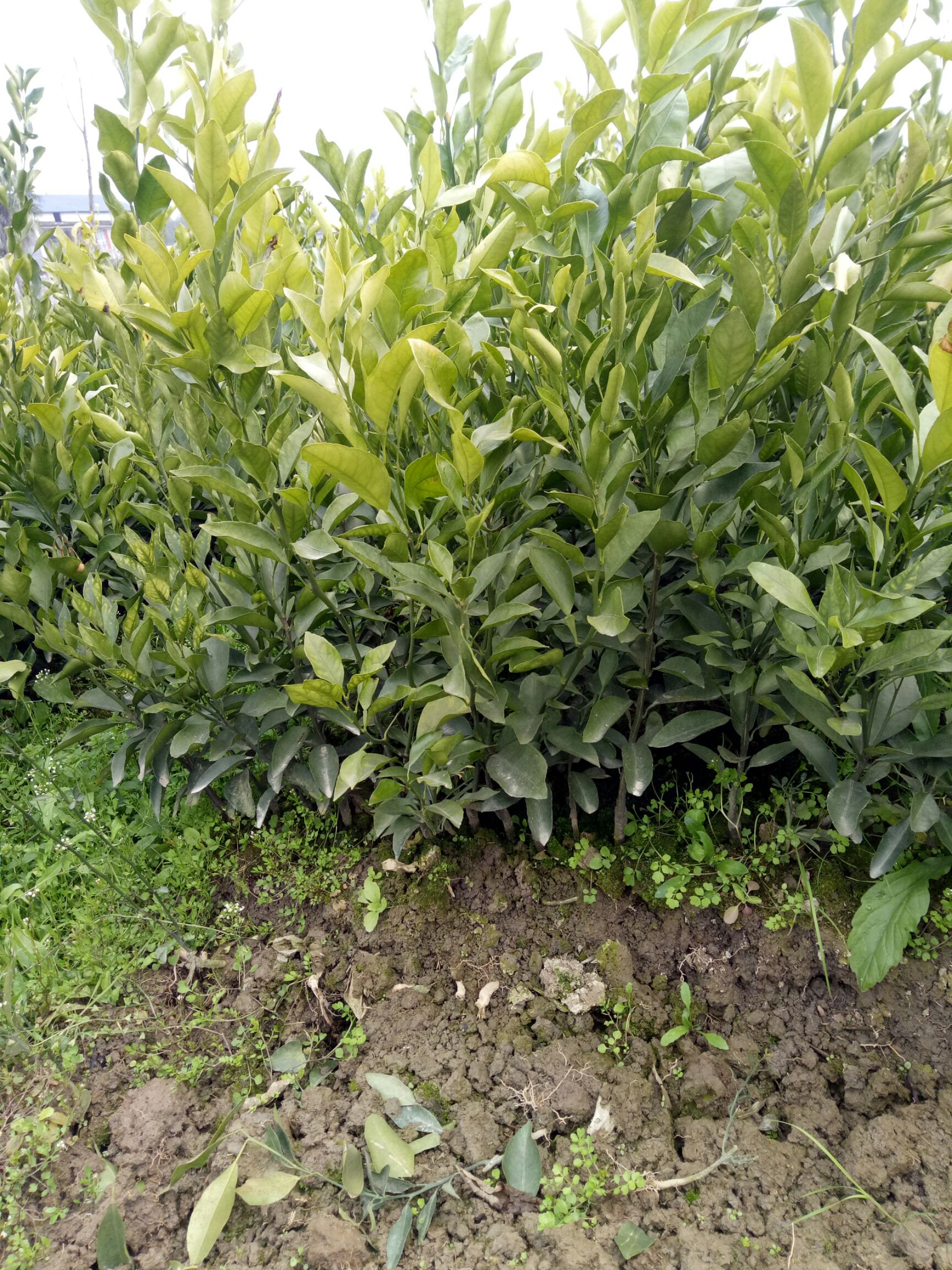 秀山耙耙柑桔苗 0.5~1米