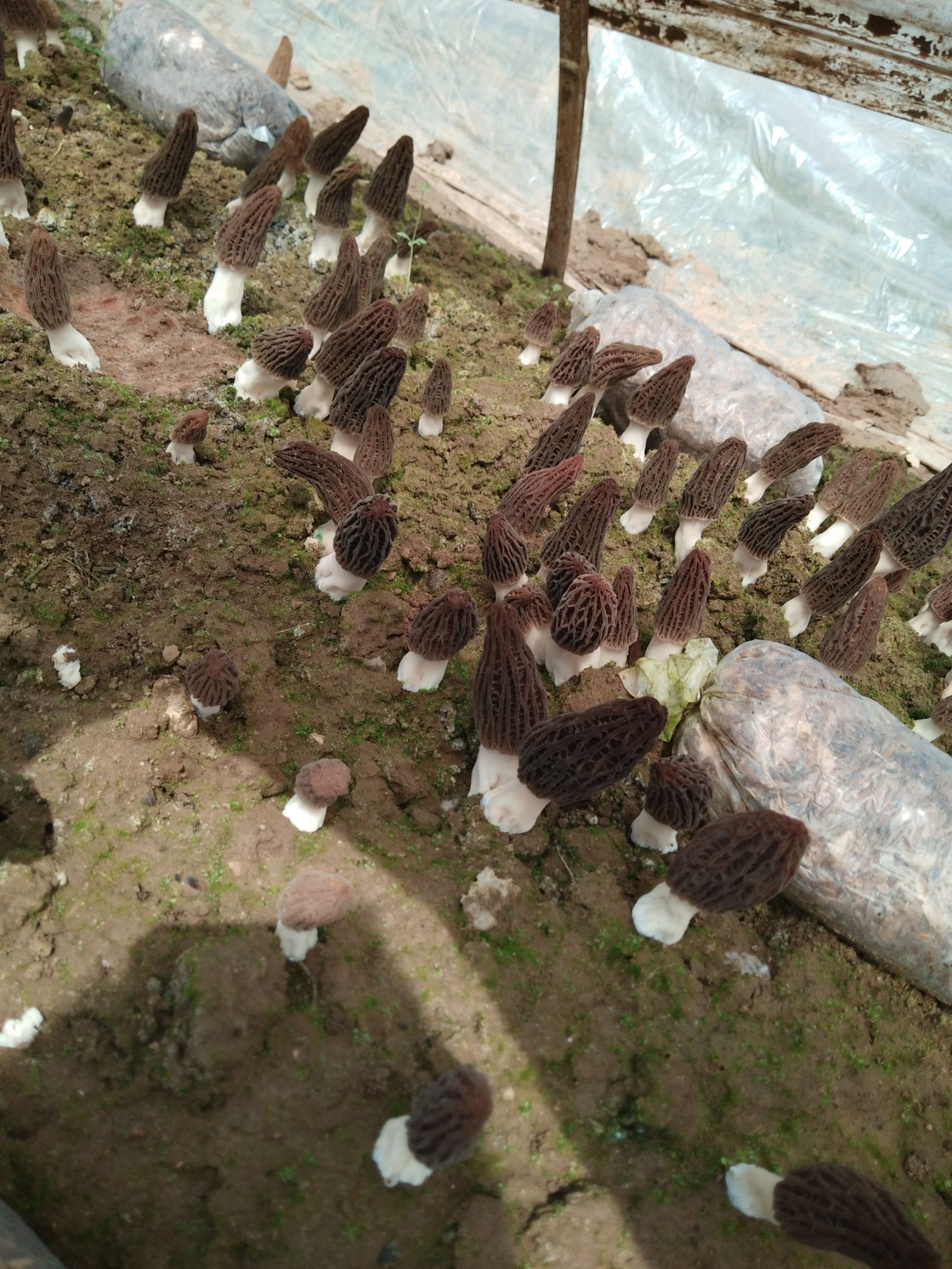 羊肚菌 鲜货 6cm~8cm 尖顶 灰黑色 人工种植