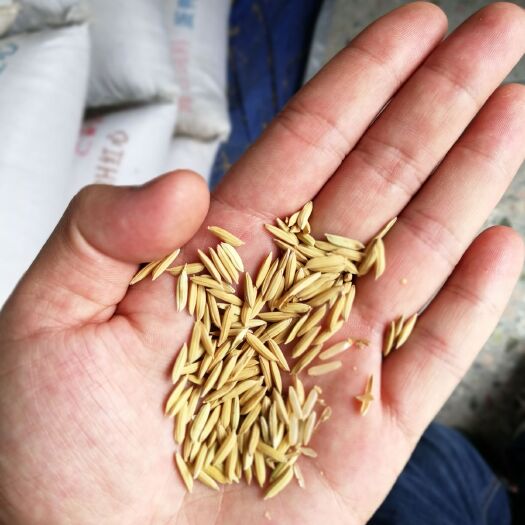 博罗县 丝苗米，米质清透
