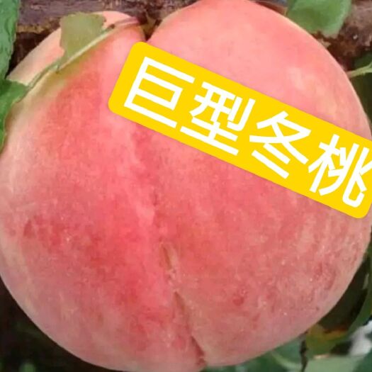 平邑县冬桃苗 冬桃 果大 肉质好  保证品质。包赔。