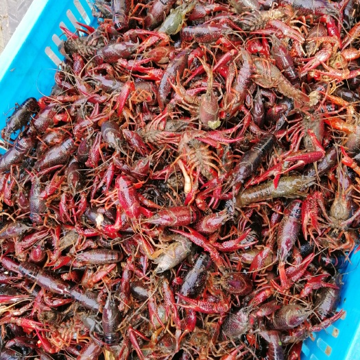 河虾 