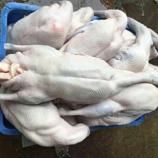 佛山黑棕鹅  草鹅棚鹅新鲜现杀广式烧鹅食材