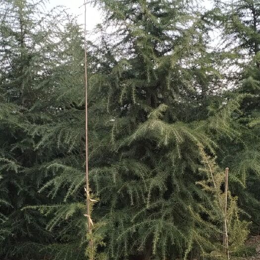 周至县雪松 