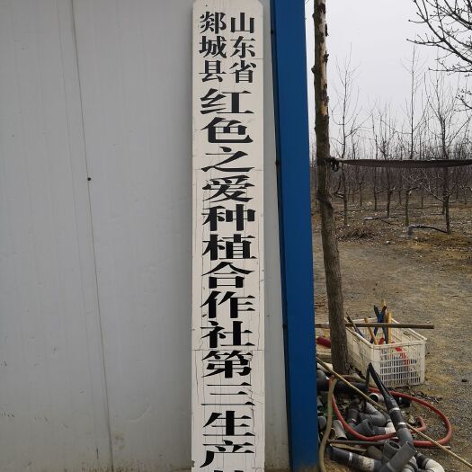 临沂红色之爱苹果苗 1.5~2米