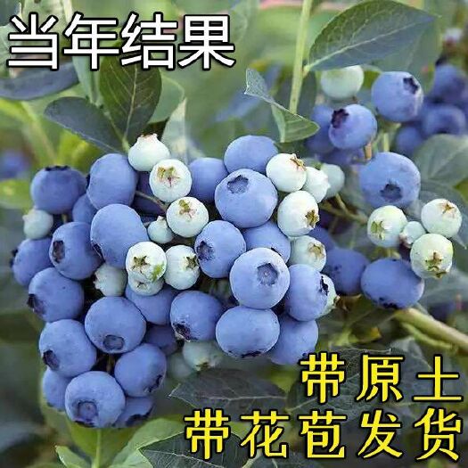 平邑县蓝丰蓝莓苗 三年苗带花苞发货