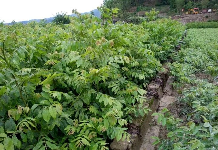 鲁甸大麻核桃苗  鲁甸核桃苗  鲁甸麻核桃树苗