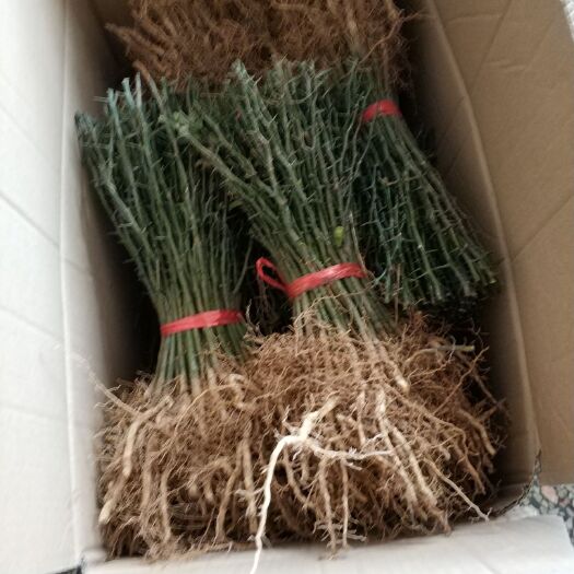 阳朔县种植枳壳苗